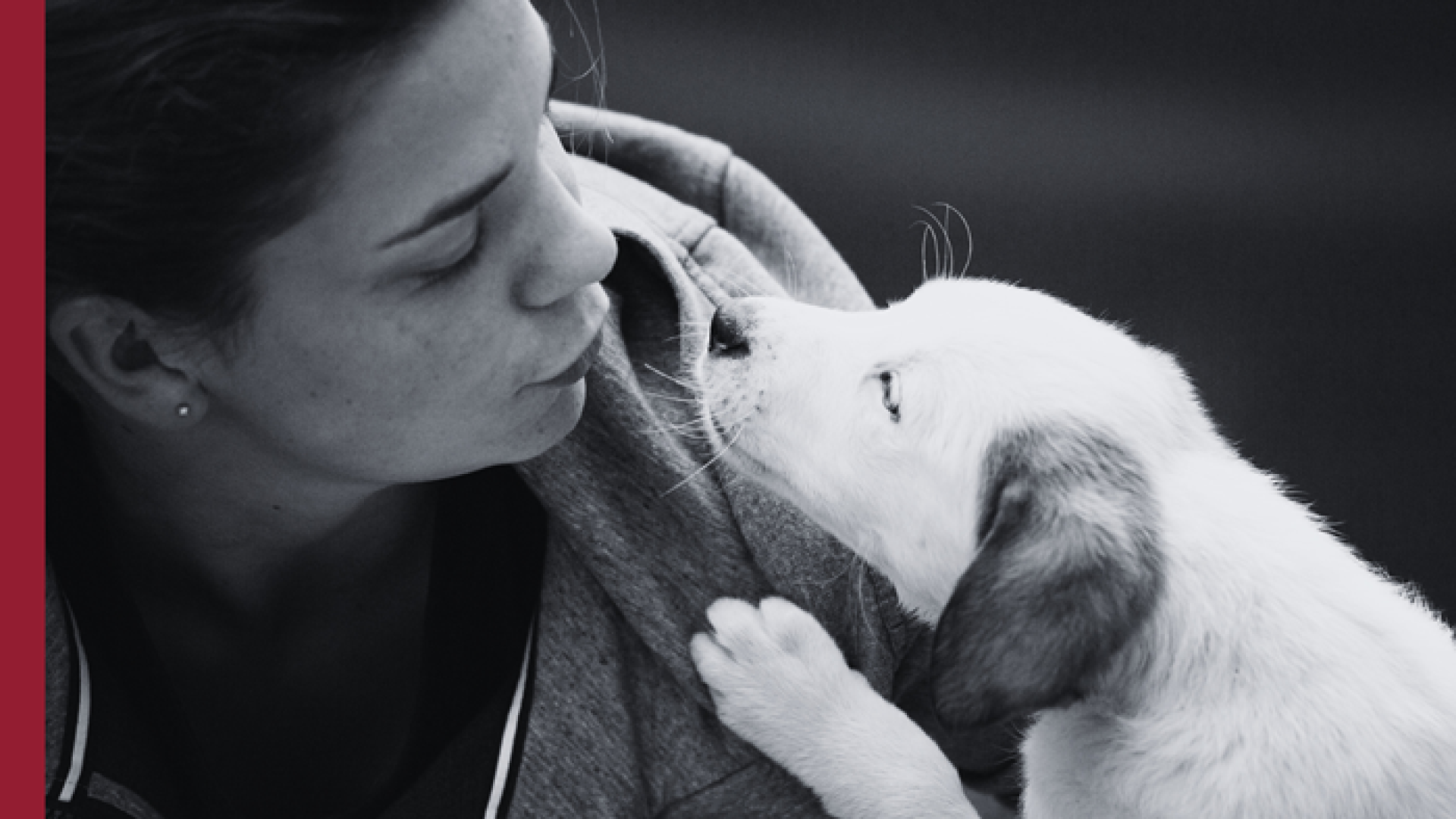Descubre todo sobre el seguro para mascotas